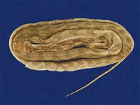 藏品(大頭蛇)的圖片